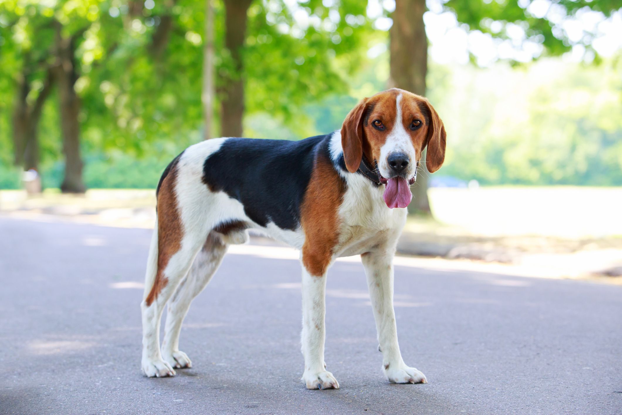 are hound dogs good family pets