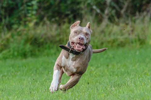 american pit bull running in the field