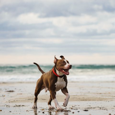 american pit bull terrier walking on sea shore
