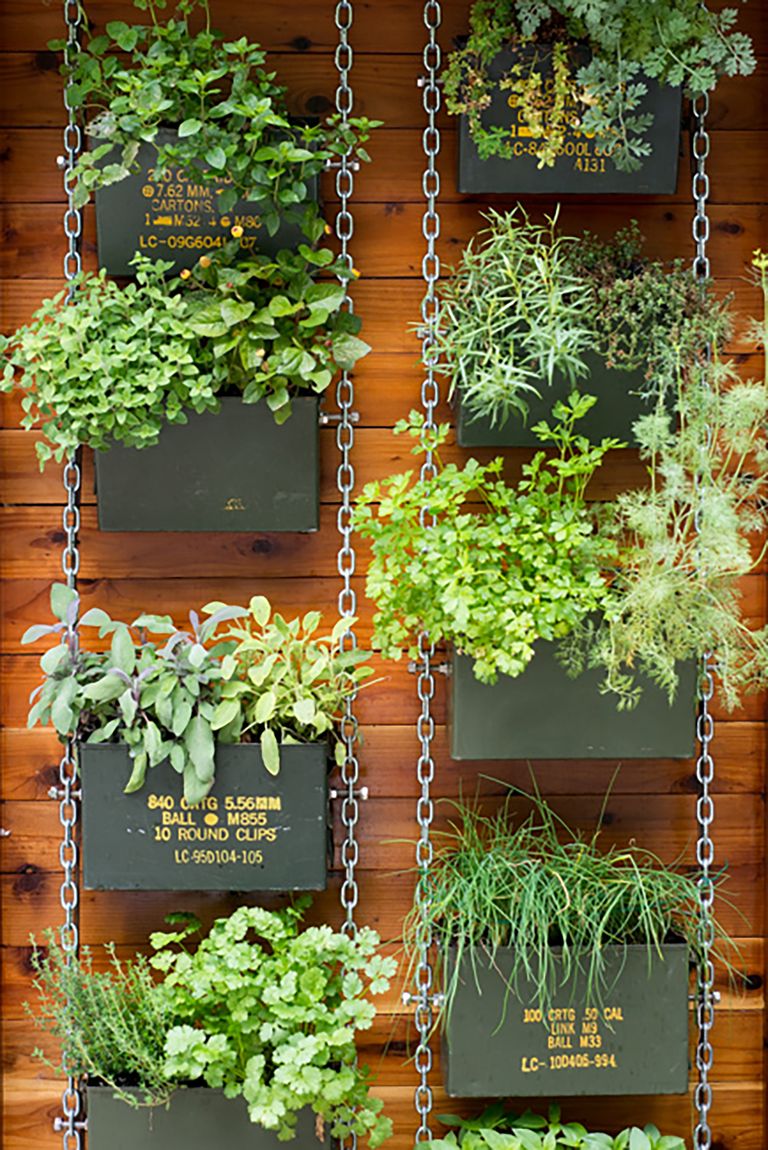 Best plants for vertical garden Idea