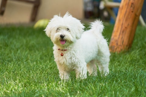 an adorable portrait of a havanese maltese puppy on green grass in a vibrant summer backyard