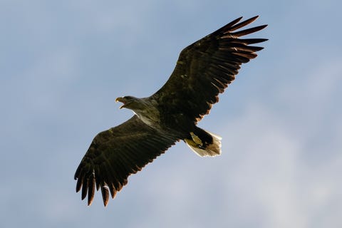 White Tailed Eagles Set To Return To Englands Skies After