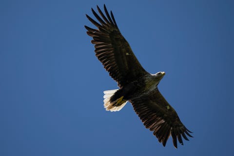 White Tailed Eagles Set To Return To Englands Skies After