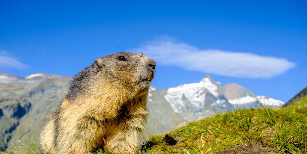 8 Things You Didn't Know about Groundhog Day - Groundhog Day Facts