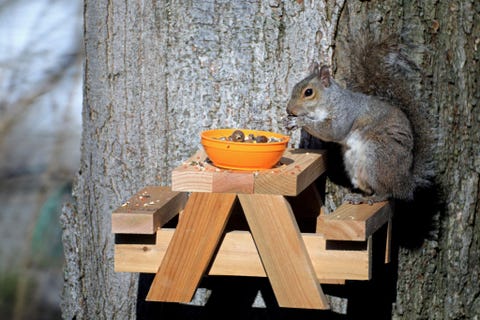 People Have Been Building Tiny Picnic Benches For Squirrels