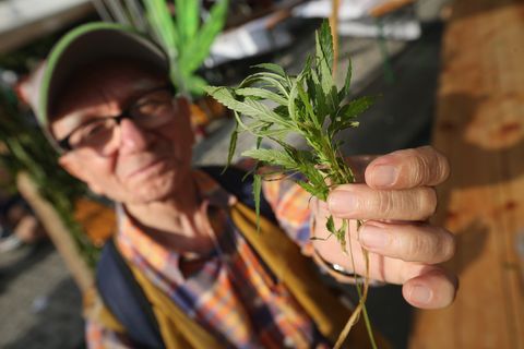 Cannabis Supporters Hope For Legalization