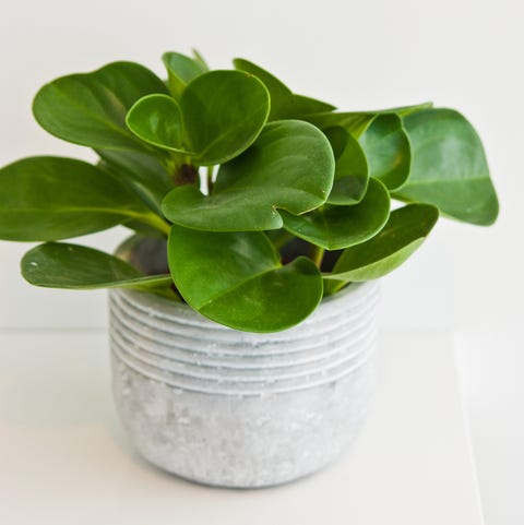 peperomia   indoor hanging plant