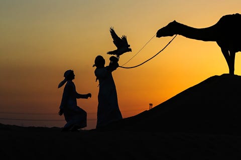 TOPSHOT-UAE-ANIMAL-FALCONRY