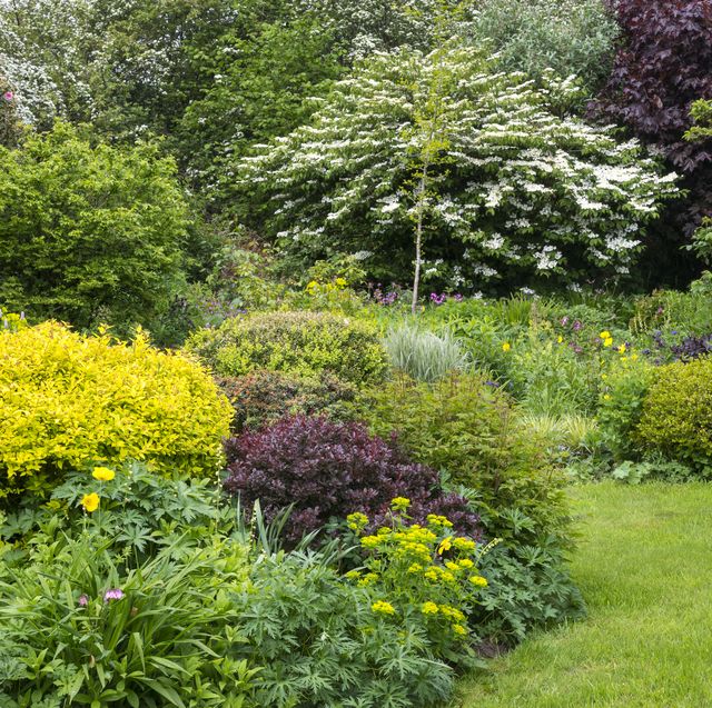 10 Best Trees For Small Gardens Best Small Trees For Tiny Yards