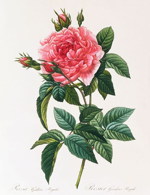 rosa gallica reglais by pierre joseph redoute