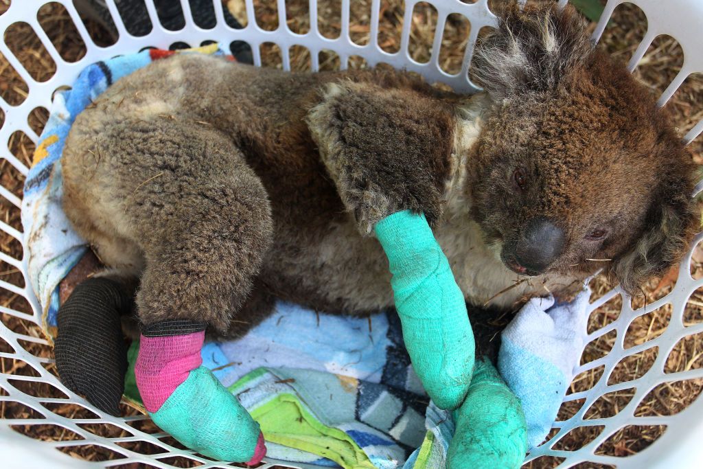 Female Photographers On Documenting The Australian Bushfires