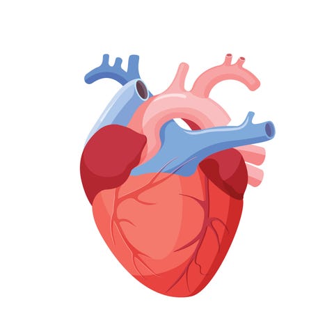 Anatomical Heart Isolated. Muscular Organ in Human