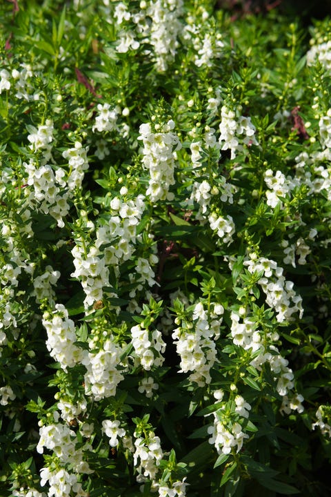 Angelonia angustifolia ou flores de snapdragon branco de verão