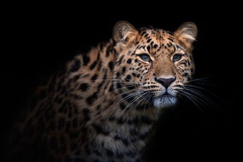Mammal, Terrestrial animal, Vertebrate, Wildlife, Leopard, Whiskers, Felidae, Jaguar, Big cats, Snout, 