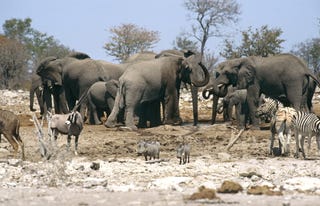 The Duchess Of Sussex Says She Understands Elephants