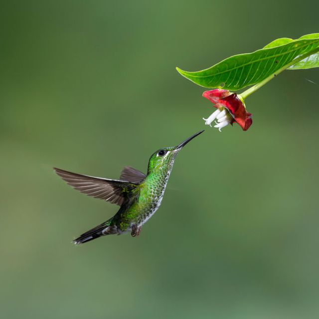 12 Best Flowers To Attract Hummingbirds To Your Garden 2021