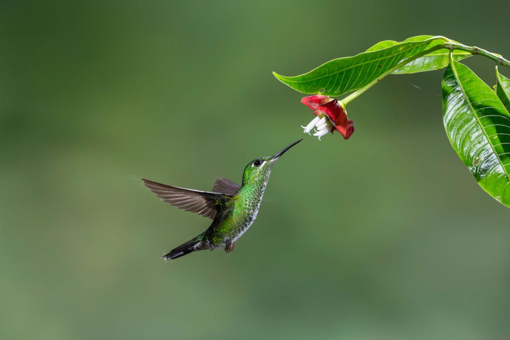 climbing plants for hummingbirds