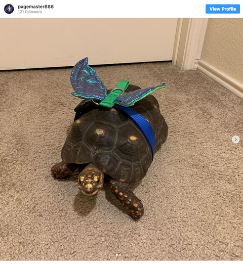 30 Animals Dressed Up — Pets In Halloween Costumes