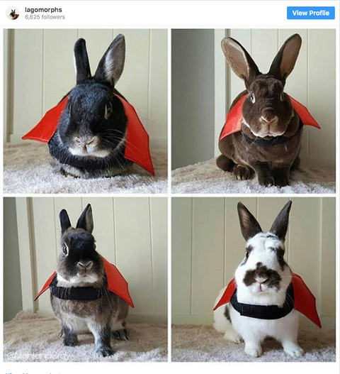 bunny dressed up for halloween
