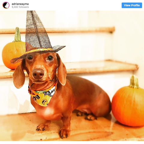 30 Animals Dressed Up — Pets In Halloween Costumes