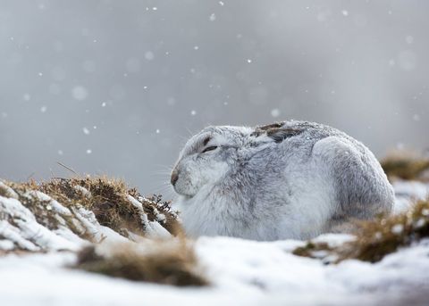 Animale în zăpadă Marea Britanie