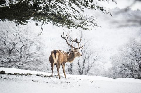 Animale în zăpadă Marea Britanie