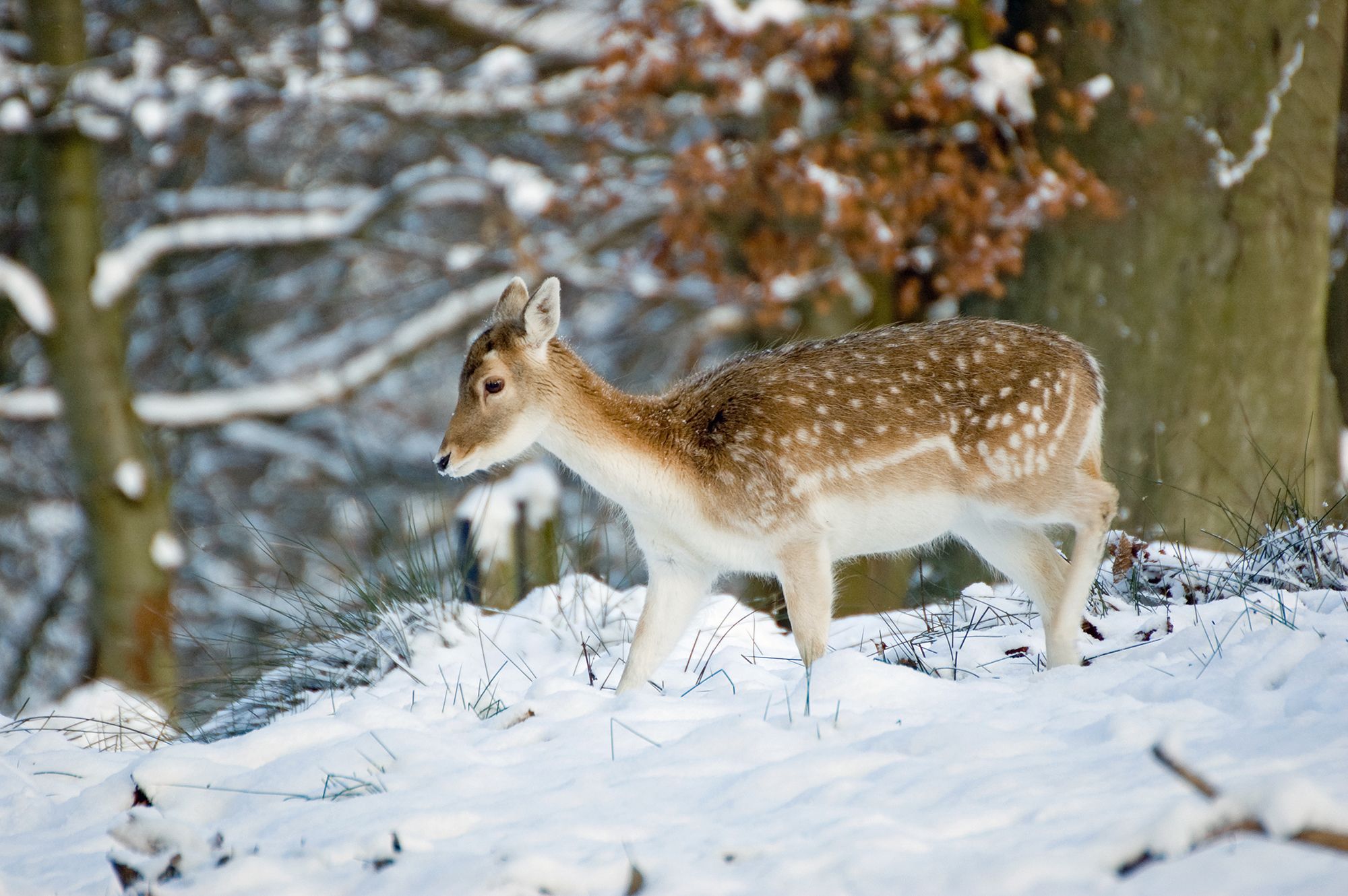 15 Beautiful Photographs Of Animals In Snow