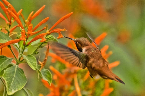 Stunning Photos of Hummingbirds - National Hummingbird Day