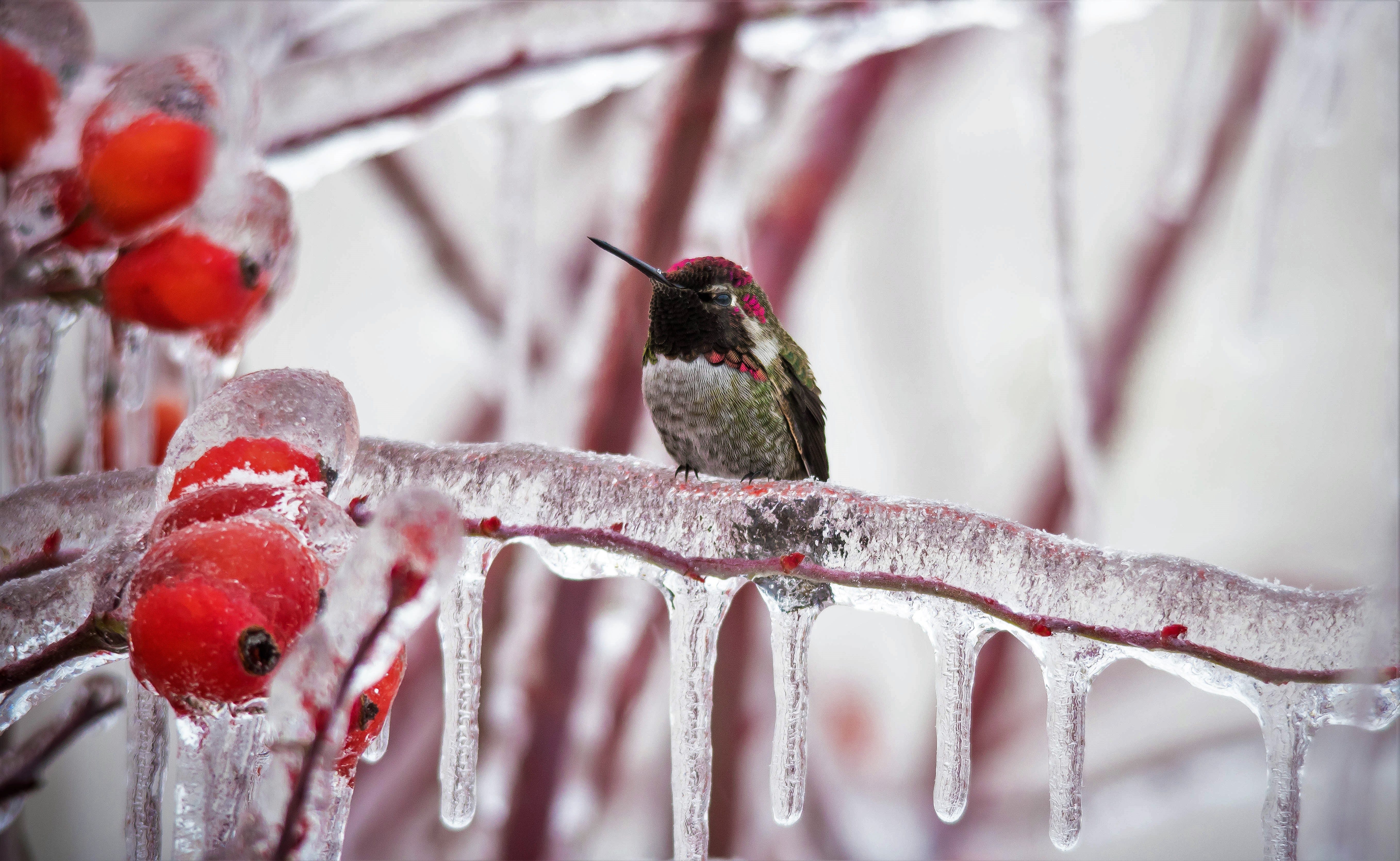 Where Do Hummingbirds Go in the Winter?