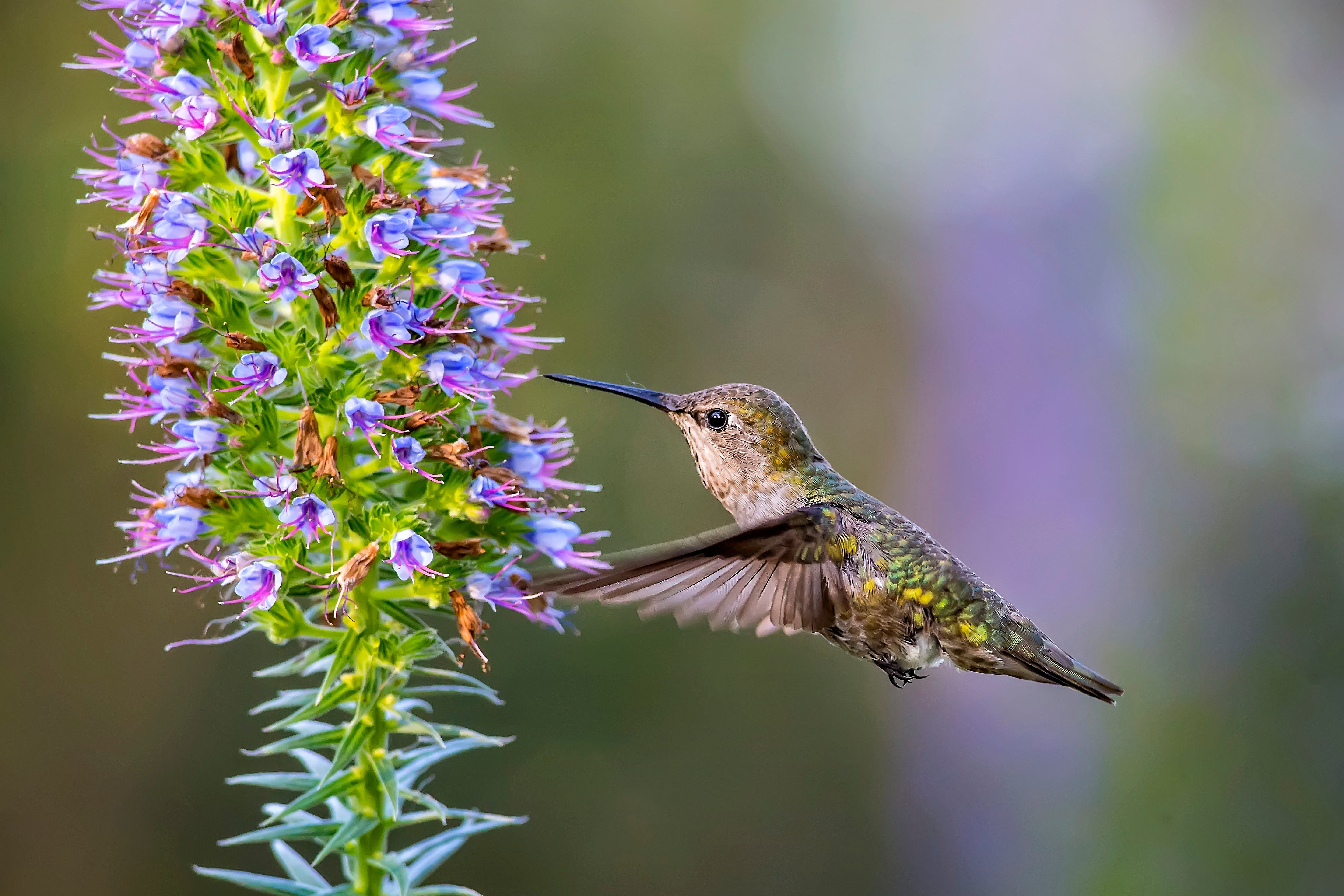 Pasăre colibri de Anna