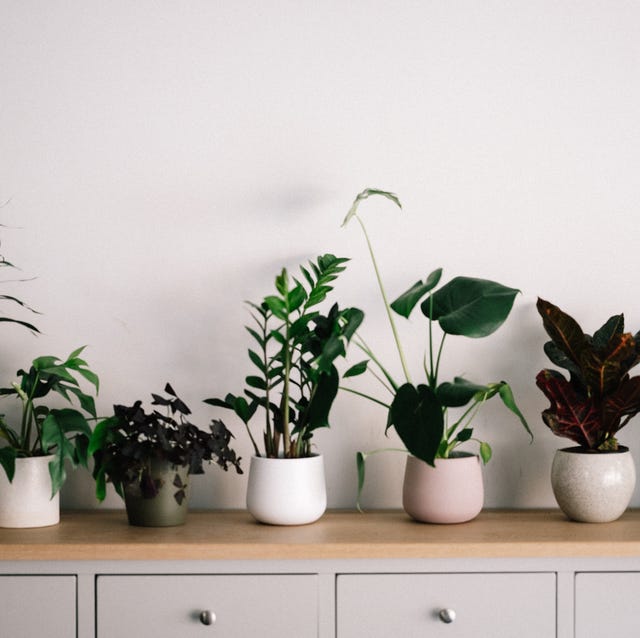 Indoor plants uk free delivery