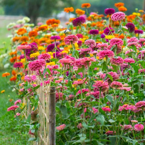 pink, red, orange, yellow and violet zinnias, an annual plant, blooming in an open country garden behind a short wood fence