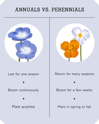 What S The Difference Between Annual Vs Perennial Plants What S The Difference Between Annual Vs, What Does Annual Bedding Plant Mean