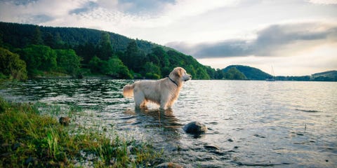 The Best Countryside Hotels For Dogs Retreats For You And Your