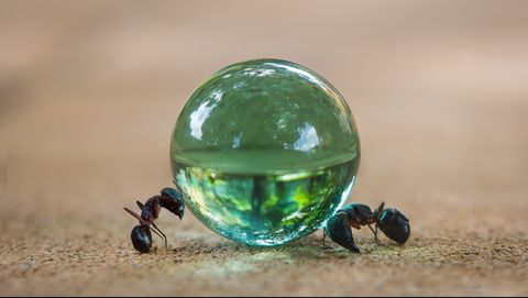 twee mieren en een regendruppel