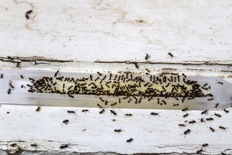 How To Get Rid Of Ants In Your House What Kills Ants For Good