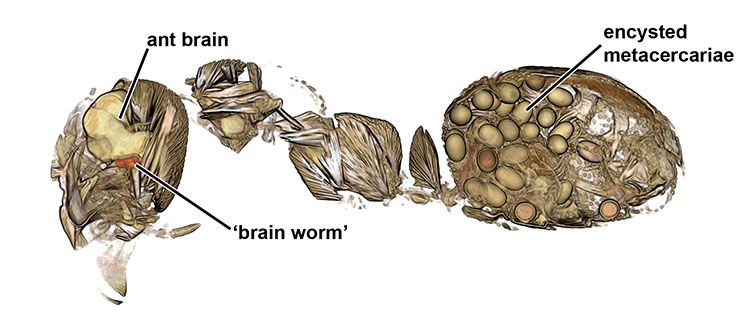 These Brain Worms Turn Ants Into Death-Seeking Zombies