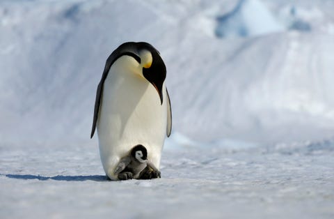 Antarctica, Weddell Sea, Snow Hill Island, Emperor Penguins...