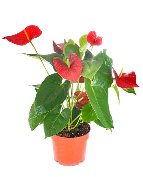 anthurium plant