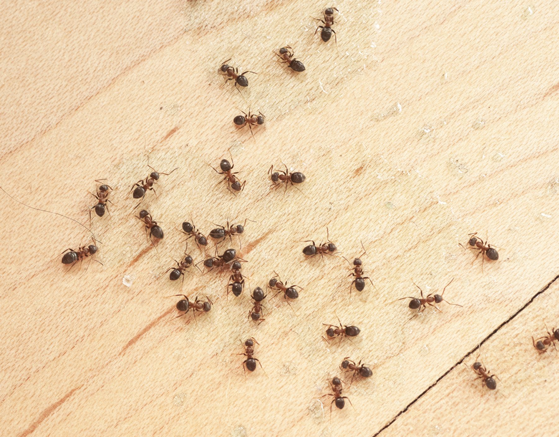 ants on wodden floor top view mit ameisengift royalty free image 1590572104