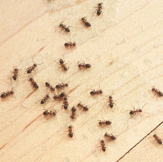 Indoor Ant Control
