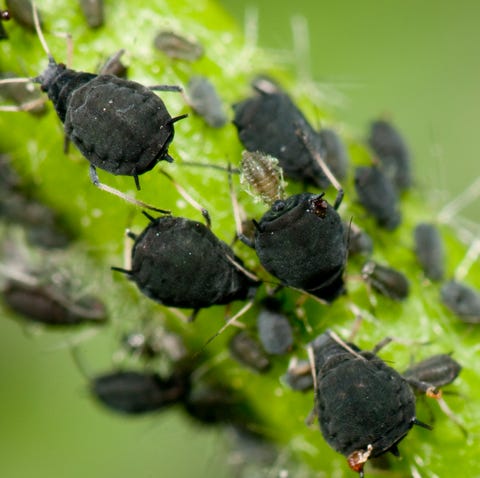 6 Common Christmas Tree Bugs And How To Get Rid Of Them Safely Christmas Tree Bugs And How To Get Rid