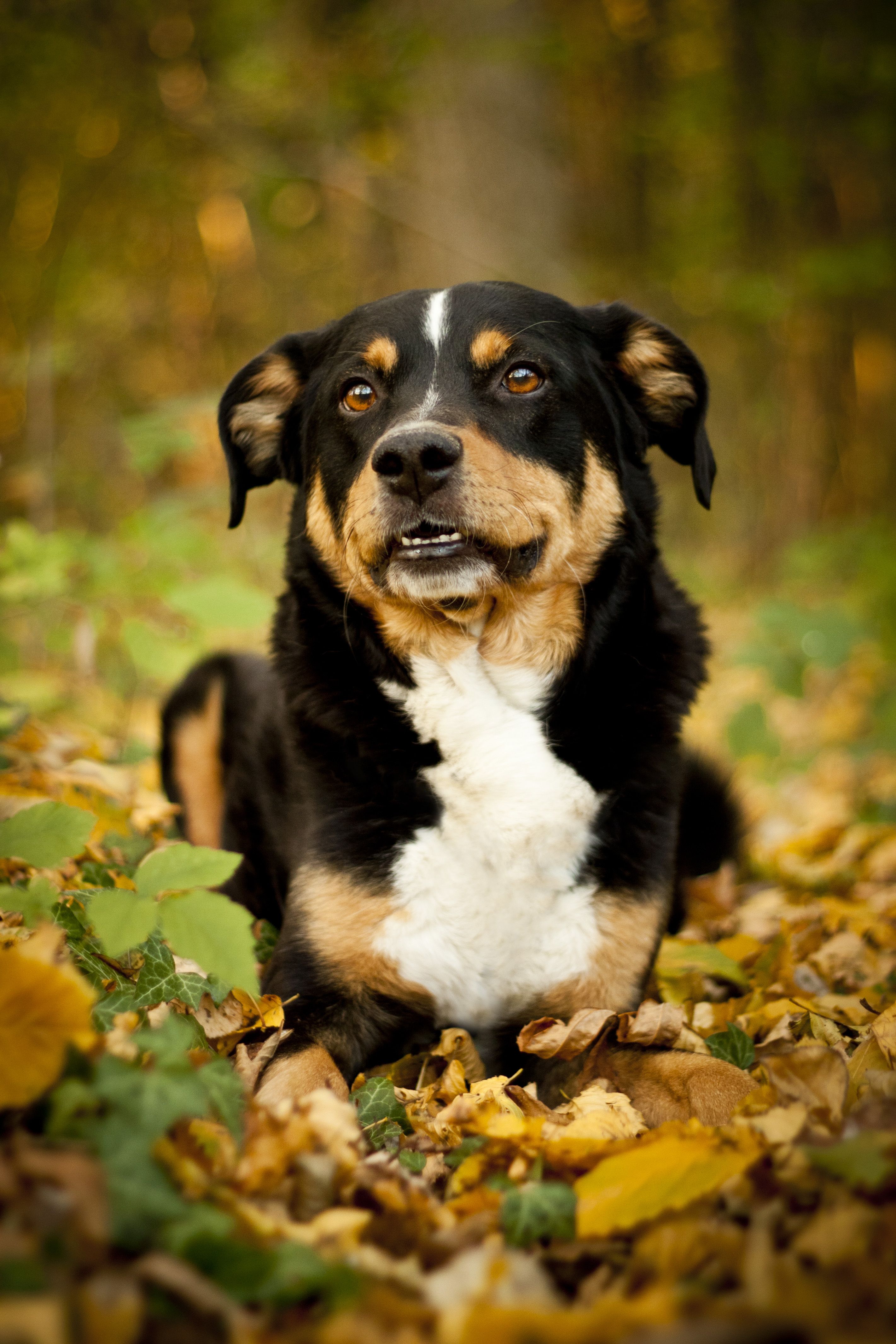 best small guard dog breeds
