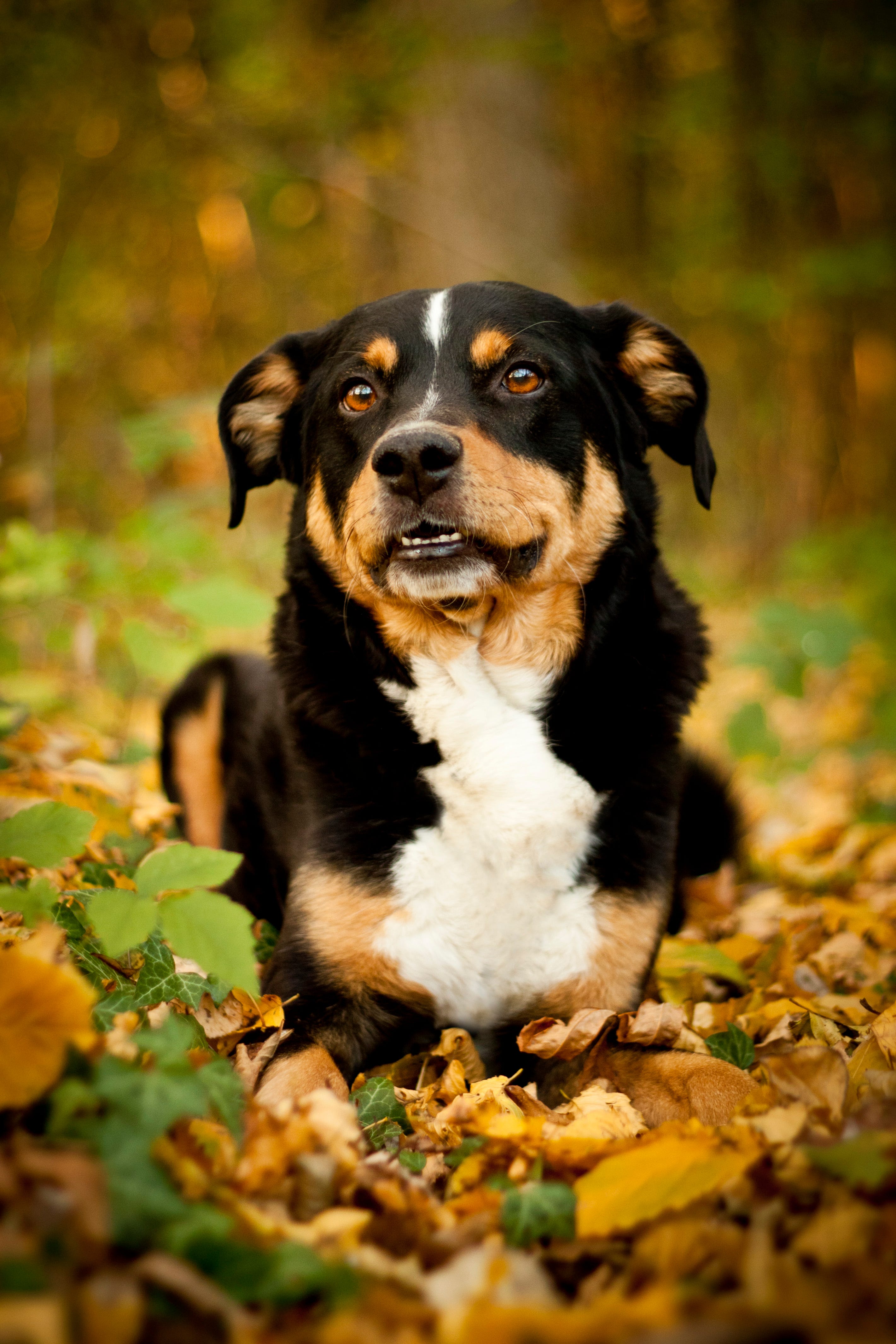 how to train dog to guard home