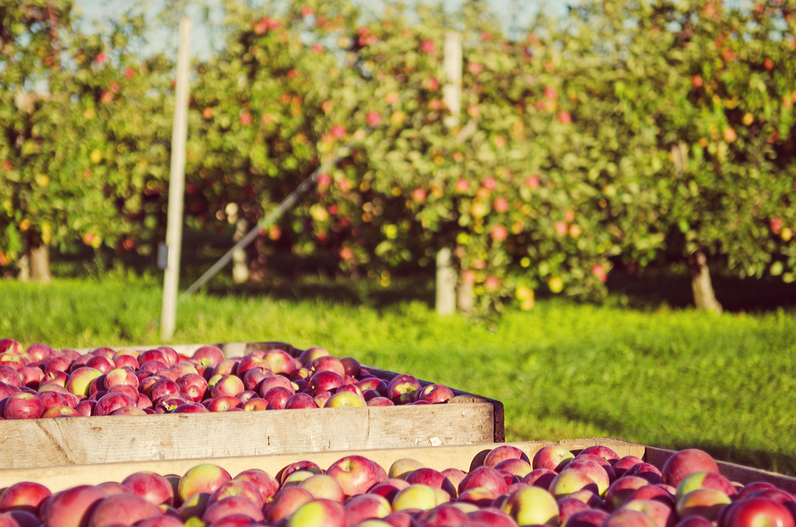 applejack orchard