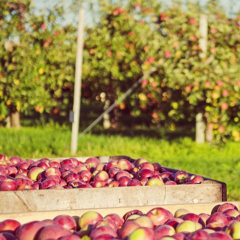 Best Apple Picking Places Near Me - Fall Apple Orchard Events