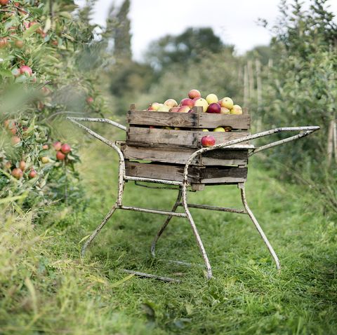 Best Apple Picking Places Near Me - Fall Apple Orchard Events