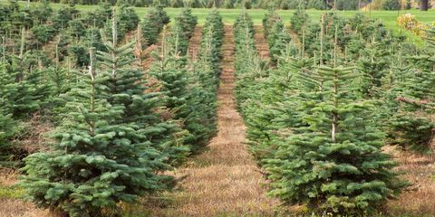 Christmas Tree Farms Near Me - 30 Best Christmas Tree Farms in America