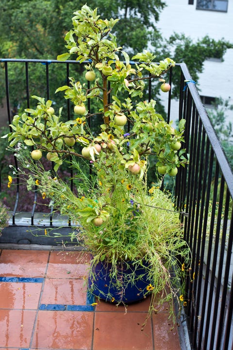 Best Fruit Trees For Small Gardens Dwarf Patio Balcony Best Fruit Trees For Small Gardens, Patio Fruit Trees In Pots Uk