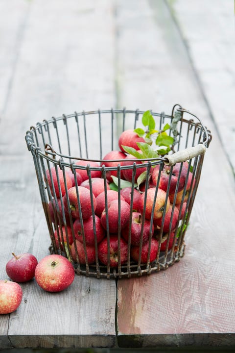 Apples in wire basket Apples in wire basket